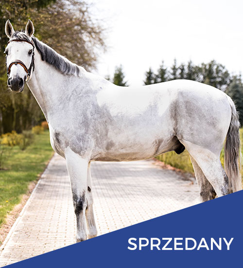 konie na sprzedaż adelano