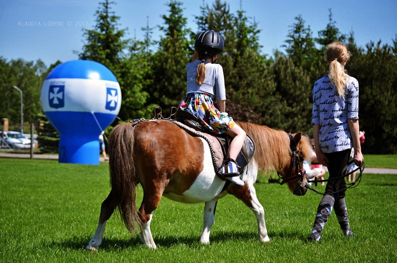 kucyk rzeszów